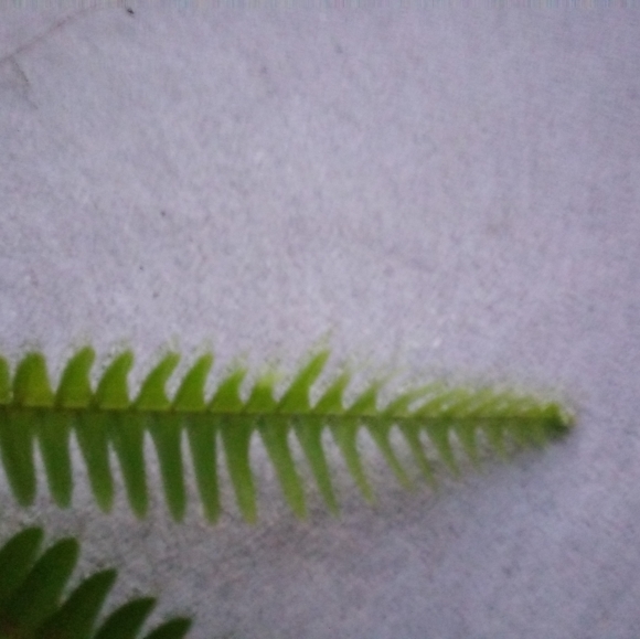 2 sword fern starter plants - Picture 3 of 4